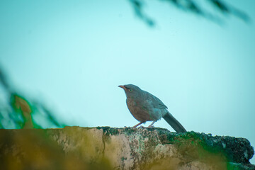 The Jungle Babbler (scientific name: Turdoides striata) In Hindi Name (Saat Bhai), rural people often call it 'Paipa