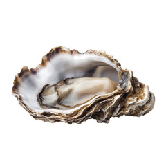 Pearl in an Oyster Shell Brooch Gold Plated Isolated on Transparent Background