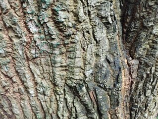 bark of a tree