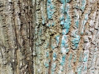 Obraz premium bark of a tree