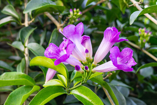 The pink-purple flowers of garlic vine (Mansoa alliacea, Mansoa hymenaea), also known as ajo sacha. This photo was taken in Myanmar with a high-resolution camera.