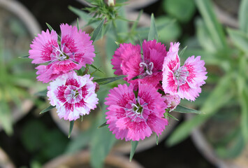 Sweet flora william blooming petals pink flowers background, Dianthus barbatus, beautiful Dianthus...