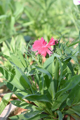 Sweet flora william blooming petals pink flowers background, Dianthus barbatus, beautiful Dianthus...