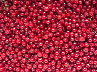 Currant red berries. Bright background of juicy picked berries. Summer composition for culinary recipes, healthy lifestyle and organic food services