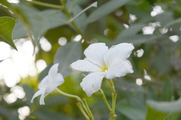 white flower called plumeria pudica  in the garden, Plumeria Pudica white flowers, Plumeria Pudica Flowers Beautiful tulips flowers blooming outdoors garden. White color Plumeria Pudica flowers image