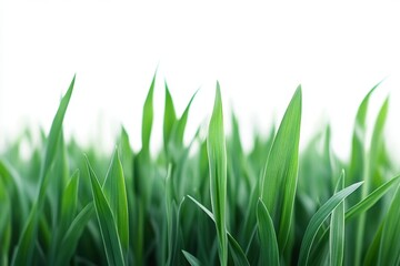 Fototapeta premium Natural Green Grass Field On White Background.