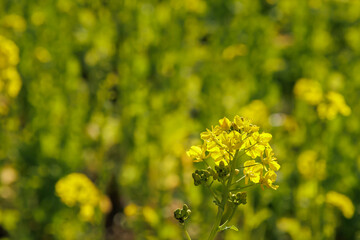菜の花