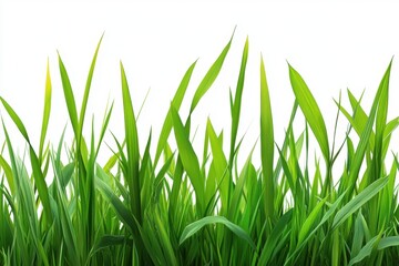 Obraz premium Natural Green Grass Field On White Background.