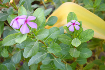 Close-up view of purple madagascar periwinkle, The scientific name is Catharanthus roseus, purple...