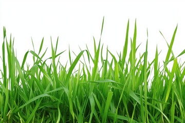 Fototapeta premium Natural Green Grass Field On White Background.