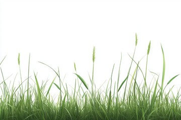 Obraz premium Natural Green Grass Field On White Background.