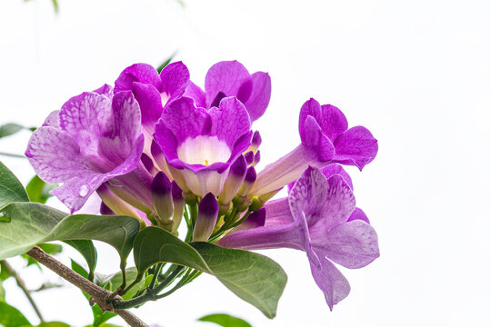 The pink-purple flowers of garlic vine (Mansoa alliacea, Mansoa hymenaea), also known as ajo sacha. This photo was taken in Myanmar with a high-resolution camera.
