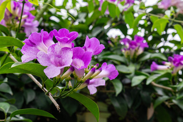The pink-purple flowers of garlic vine (Mansoa alliacea, Mansoa hymenaea), also known as ajo sacha. This photo was taken in Myanmar with a high-resolution camera.