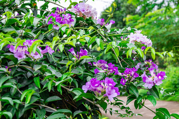 The pink-purple flowers of garlic vine (Mansoa alliacea, Mansoa hymenaea), also known as ajo sacha. This photo was taken in Myanmar with a high-resolution camera.