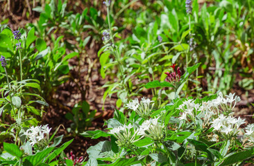 ペンタスの花11
