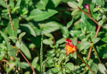 マツバボタンの花5