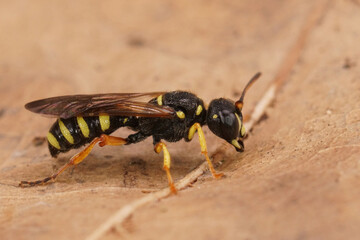 Closeup on a yellow striped square headed wasp, Cerceris quiquefasciata , a natural predator on weevils