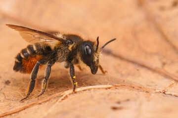 Closeup on a cute female Willowherb leafcutter bee, Megachile lapponica