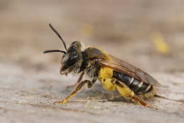 Closeup on a female short-fringed mining bee, Andrena dorsata