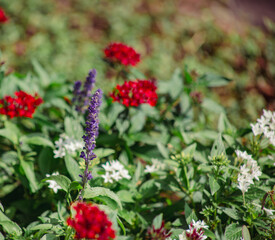 ペンタスとラベンダーの花1