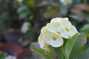 Close up of beautiful white Euphorbia milii, the crown of thorns, called Corona de Cristo. Crown of thorn flower. white Euphorbia milii flower in the garden, Blooming Euphorbia milii, bunch flowers