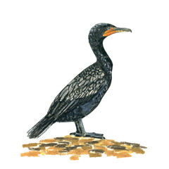 Great cormorant bird. Realistic illustration of a bird. Scientific illustration. Pencil drawing of a bird. Isolated on white background. Hand painted illustration
