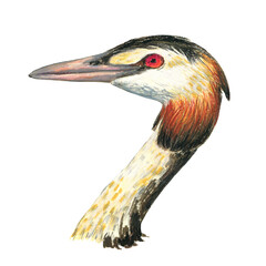Great Crected Grebe. Realistic illustration of a bird. Scientific illustration. Pencil drawing of a bird. Isolated on white background. Hand painted illustration