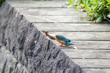 住宅街の水路で首を振って獲物を叩きのめすカワセミ