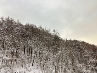 Winter landscape with snow