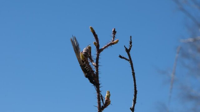 Plecoptera (Perla marginata) commonly known as stoneflies, larva, on a rosehip branch close up, springtime, Eastern Siberia