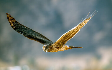 Northern harrier in up close flight near a marsh in Riverside, California