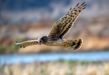 Female Northern harrier looking for prey in low flight up close over a marsh.