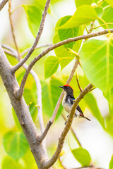 bird on a branch