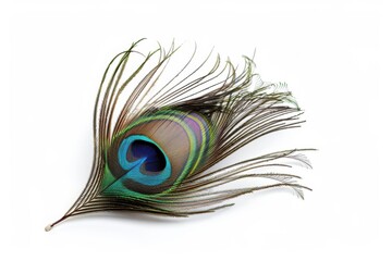 Obraz premium A delicate peacock feather showcases iridescent colors under soft light, symbolizing beauty and elegance in nature's design isolated on transparent background