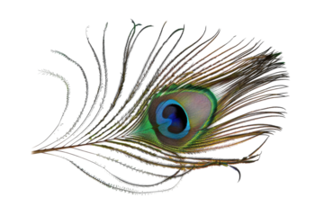 A delicate peacock feather showcasing vibrant hues against a clean, white backdrop, capturing nature's intricate beauty and design in fine detail isolated on transparent background