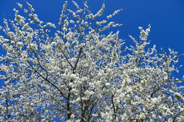 Stunning apricot tree with white blossoms on blue sky background.