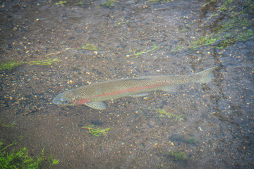 North American Rainbow Trout and the Nature
