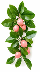 Pink fruits branch, green leaves, white background, healthy food, recipe ingredient