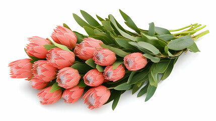 Pink protea flowers bouquet, studio shot, white background, floral arrangement, for greeting cards