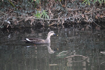 池を泳ぐカモ（鴨）