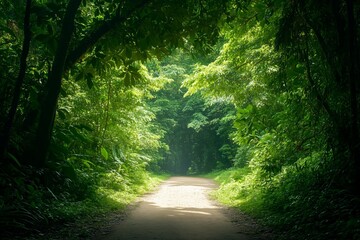 Fototapeta premium Sunlight Filtering Through Lush Green Jungle Canopy. Dense Foliage, Soft Shadows, and a Hidden Pathway Create a Serene and Mysterious Scene. Nature, Adventure, and Exploration Themes. AI generated
