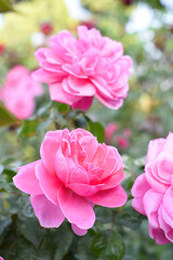 Beautiful pink rose flower closeup in garden, A very beautiful pink rose flower bloomed on the rose tree, Rose flower closeup, bloom flowers, Natural spring flower, Natural floral background, 