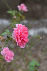Beautiful pink rose flower closeup in garden, A very beautiful pink rose flower bloomed on the rose tree, Rose flower closeup, bloom flowers, Natural spring flower, Natural floral background, 