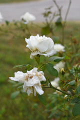 Beautiful white rose flower closeup in garden, A very beautiful white rose flower bloomed on the rose tree, Rose flower closeup, bloom flowers, Natural spring flower, Natural floral background, 