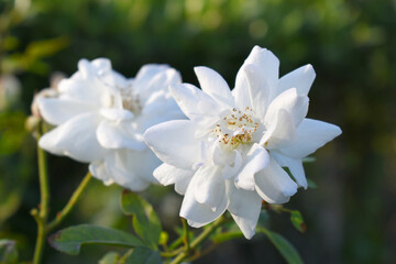 Beautiful white rose flower closeup in garden, A very beautiful white rose flower bloomed on the rose tree, Rose flower closeup, bloom flowers, Natural spring flower, Natural floral background, 