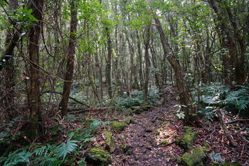 Obraz premium fine path through wild spring forest