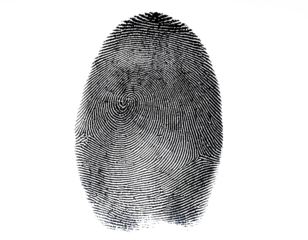 human ink fingerprint isolated on white background