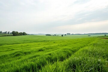 Obraz premium Green grass field under blue sky with white clouds ai generated