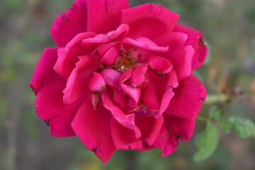Beautiful red rose flower closeup in garden, A very beautiful red rose flower bloomed on the rose tree, Rose flower closeup, bloom flowers, Natural spring flower, Natural floral background,