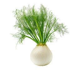 Fennel Isolated on Transparent Background